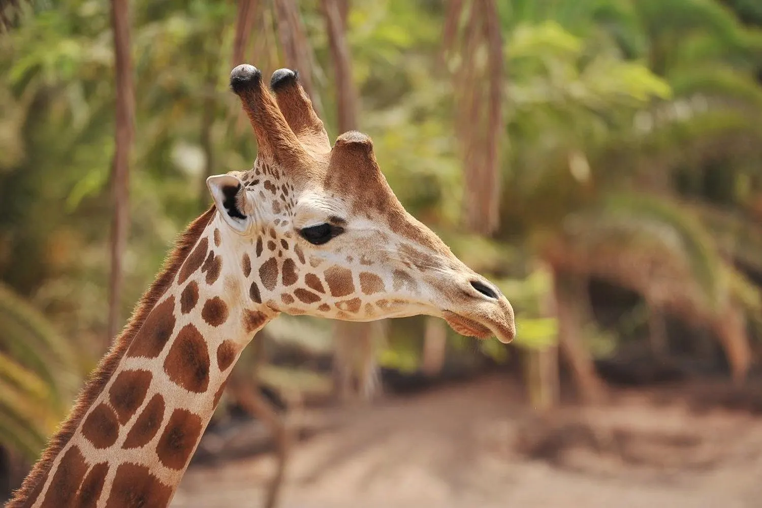 The head and neck of a giraffe in profile, against palms