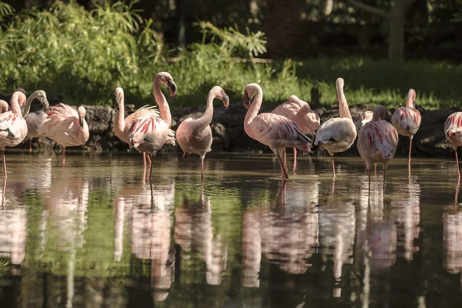 A flock of flamingos standing in a shallow pond, reflected in the water