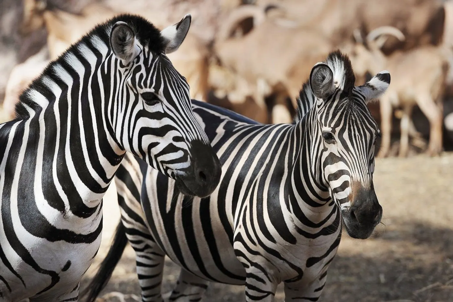Two zebras side by side, with horned sheep in the background