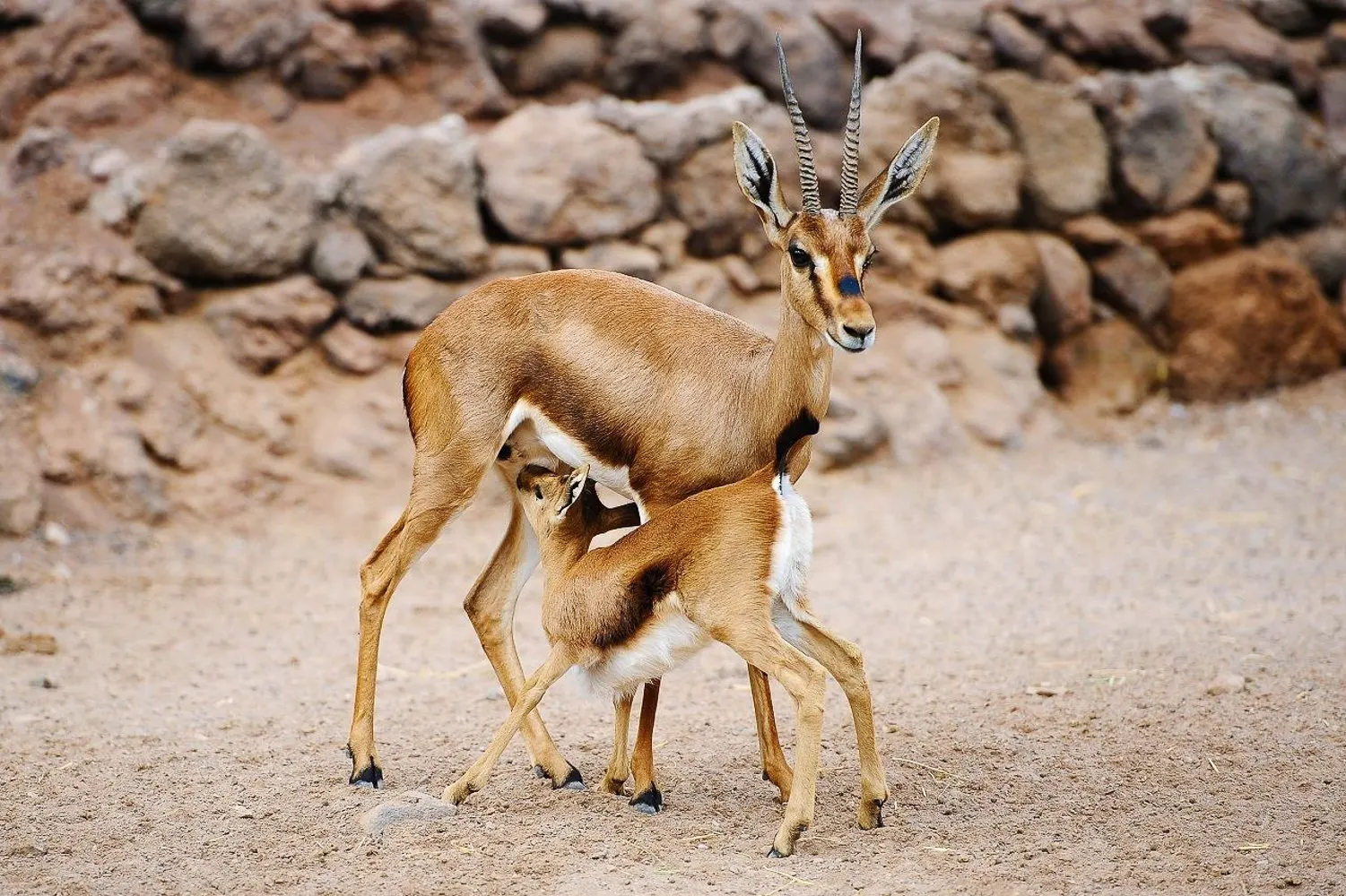 A gazelle feeding its young on sandy ground, in front of a stone wall