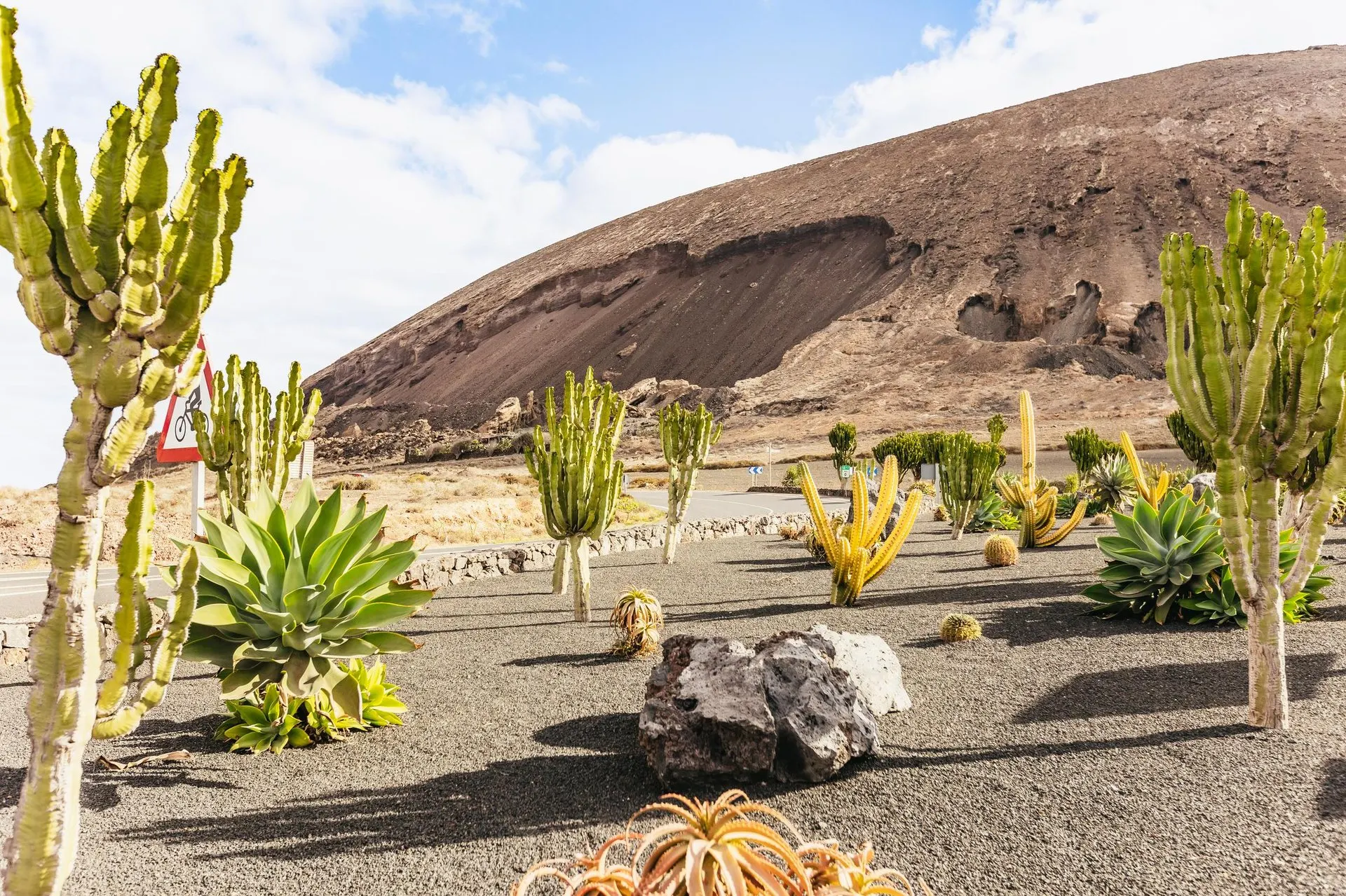 ランサローテ島の茶色い火山錐のふもと、道沿いに植えられたサボテンとアガベ