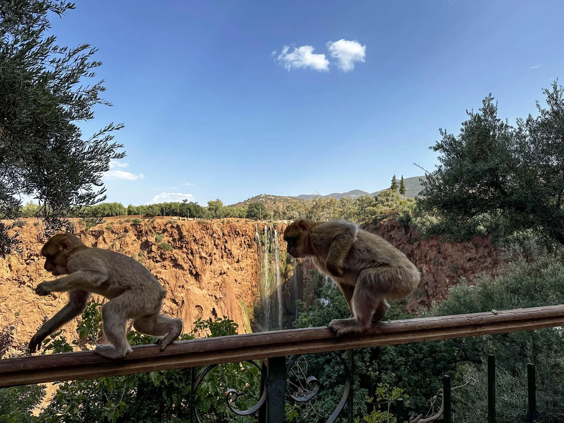Two Barbary macaques on a wooden railing above the gorge, with the falls behind them