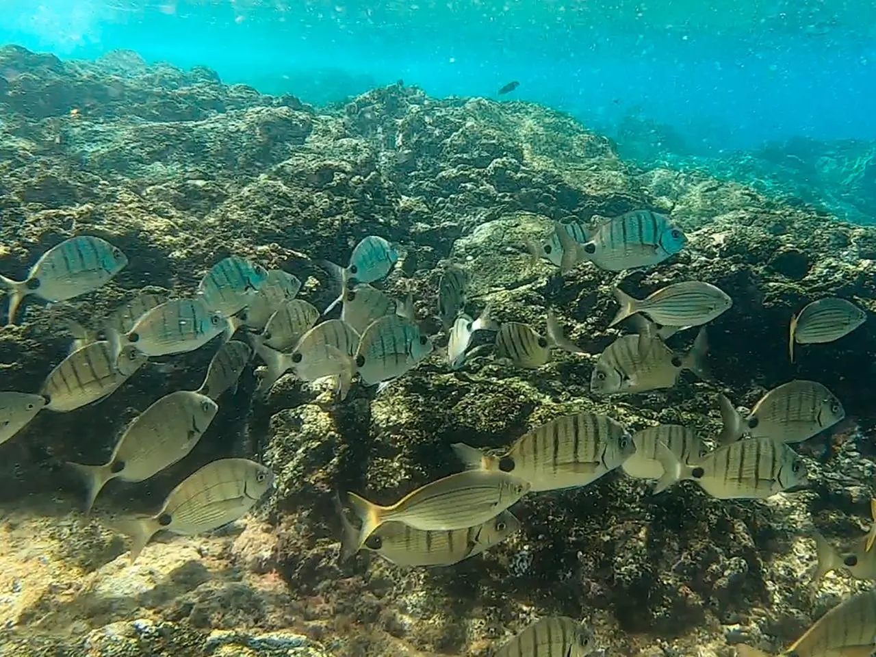 A shoal of striped fish over the rocky seabed