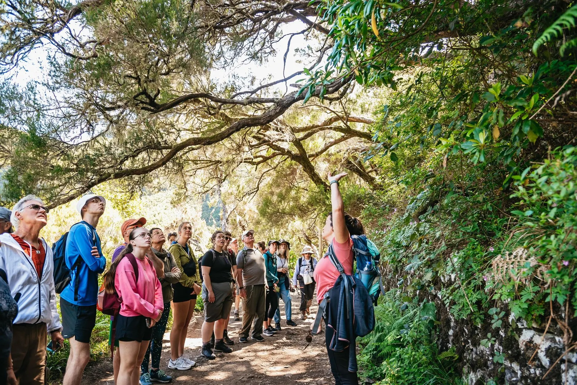 A guide points up into the trees as a walking group listens on a forest path