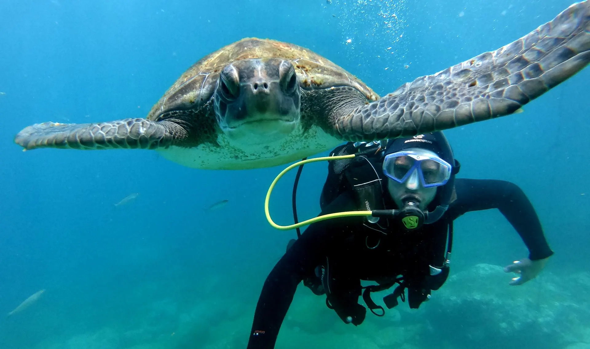 A sea turtle swimming just above a scuba diver in clear blue water