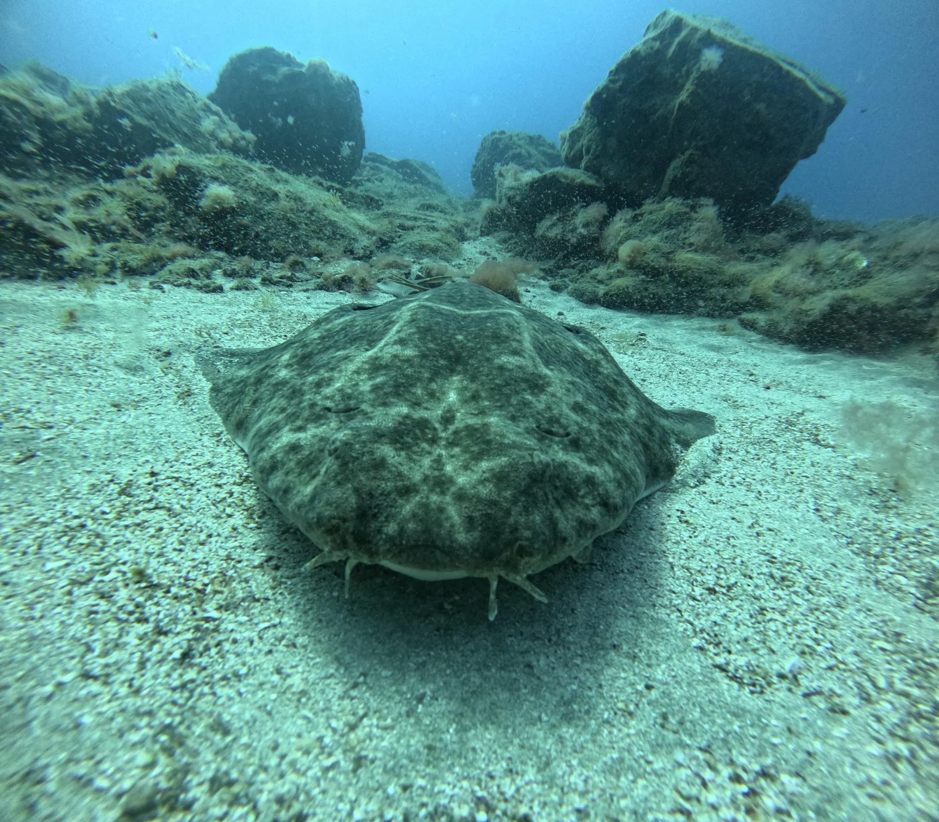 An angel shark resting on the sandy seabed