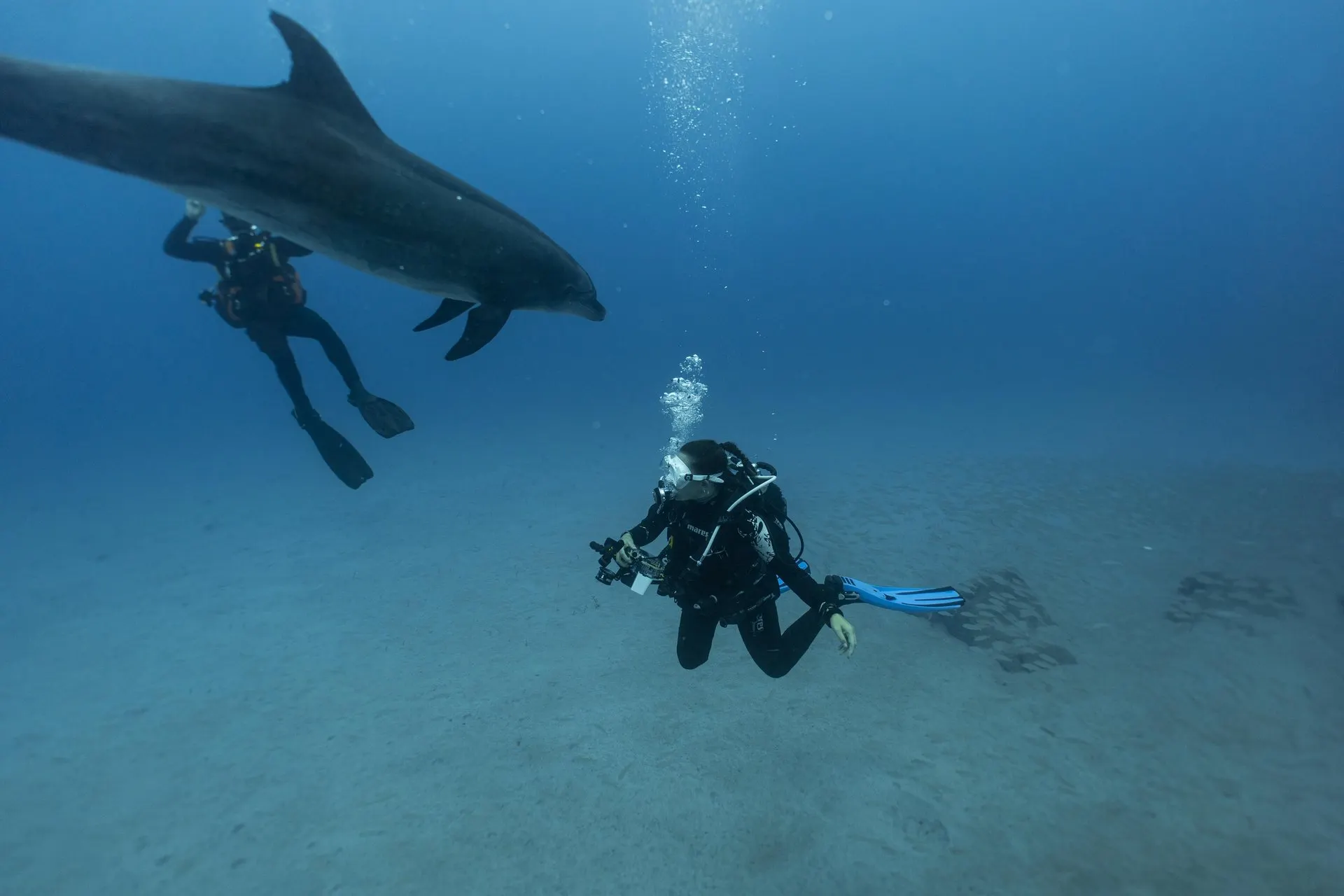 A dolphin swimming above two divers
