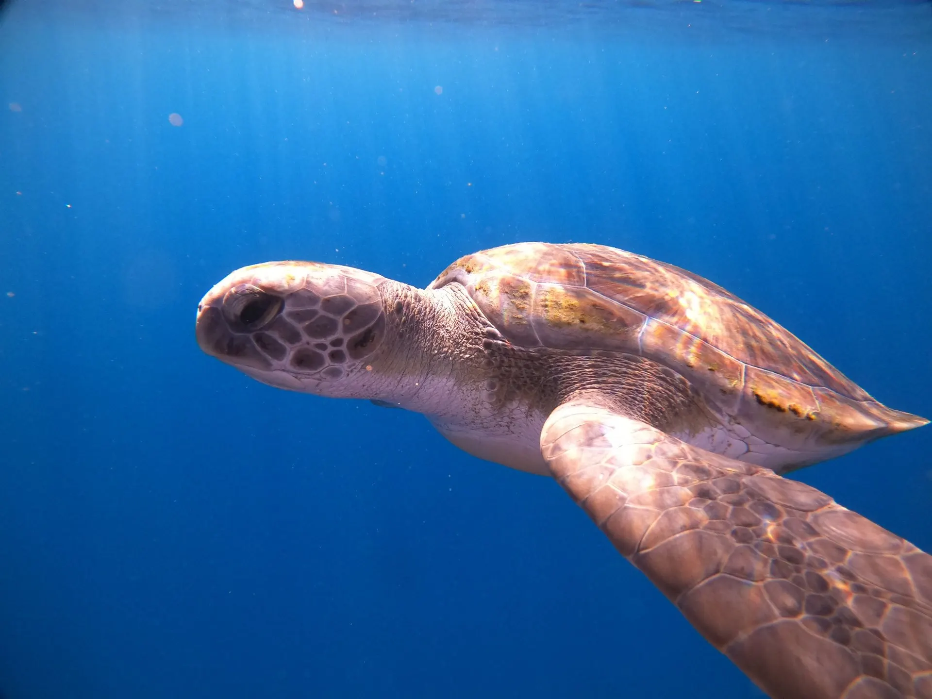 A sea turtle gliding through open blue water