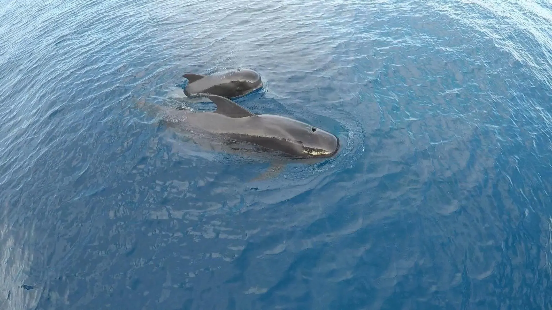 Two pilot whales swimming just below the surface