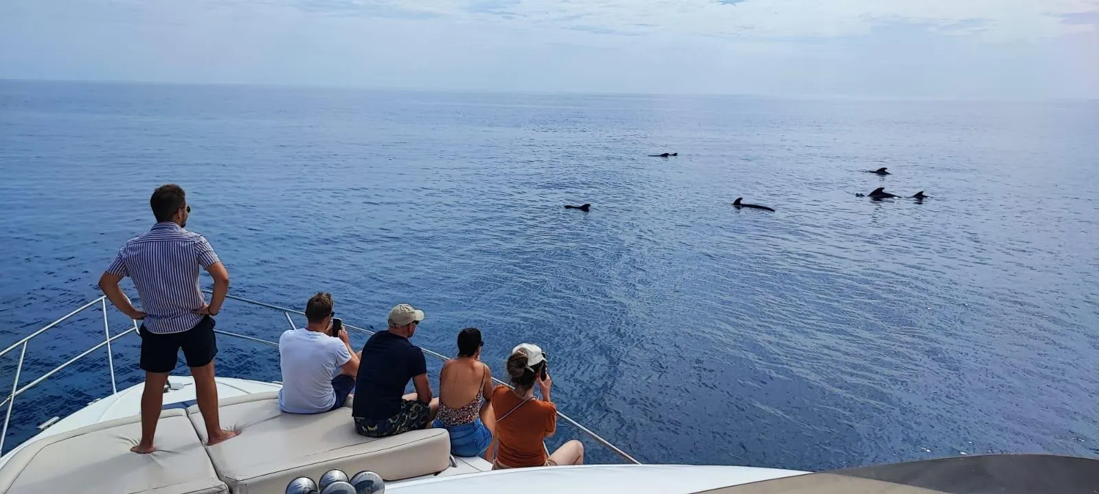 Guests on deck watching a pod of pilot whales