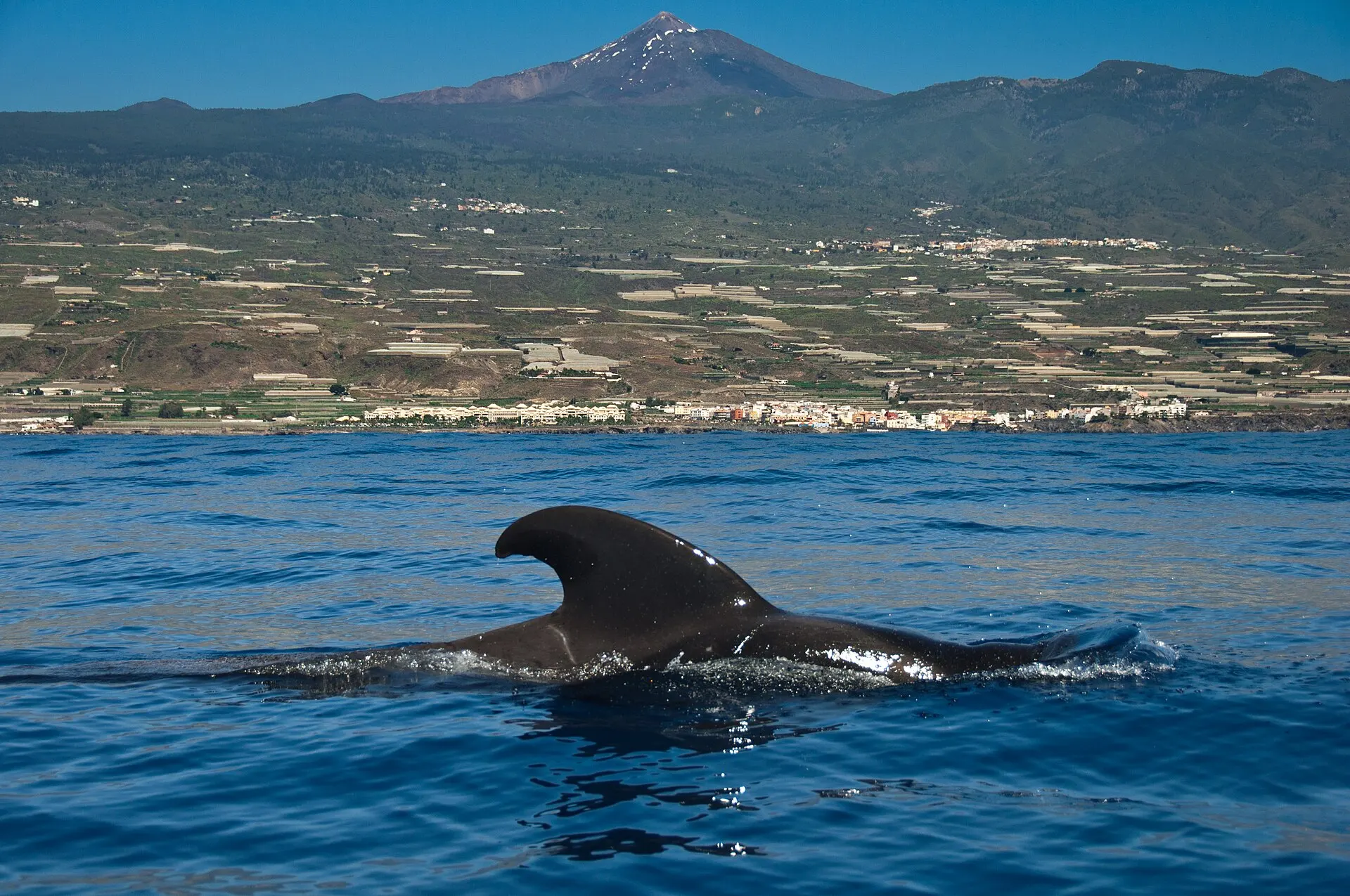 A short-finned pilot whale surfacing off the south-west coast of Tenerife, with Mount Teide behind