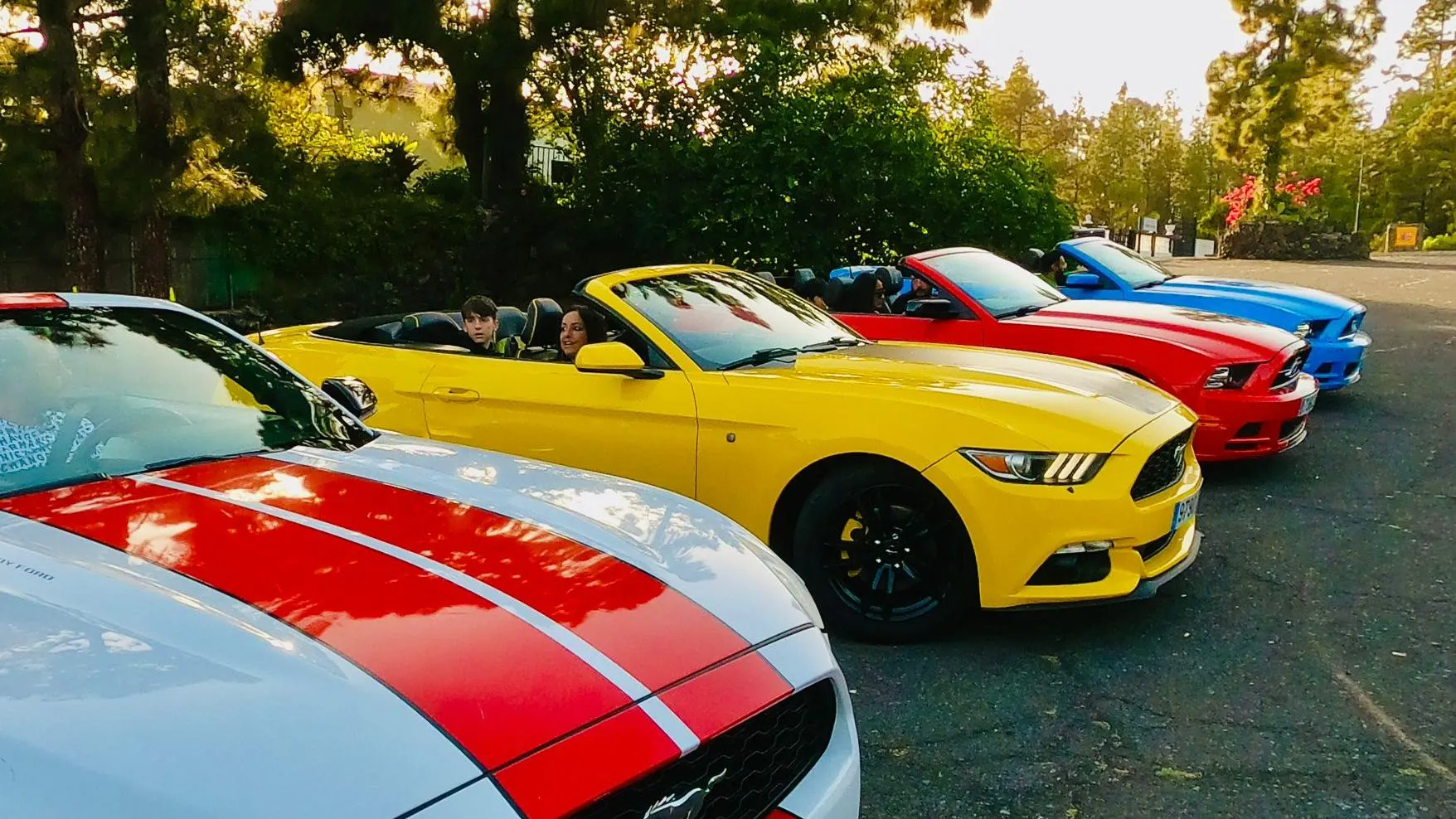 A row of red, yellow and blue Mustang convertibles lined up under the trees