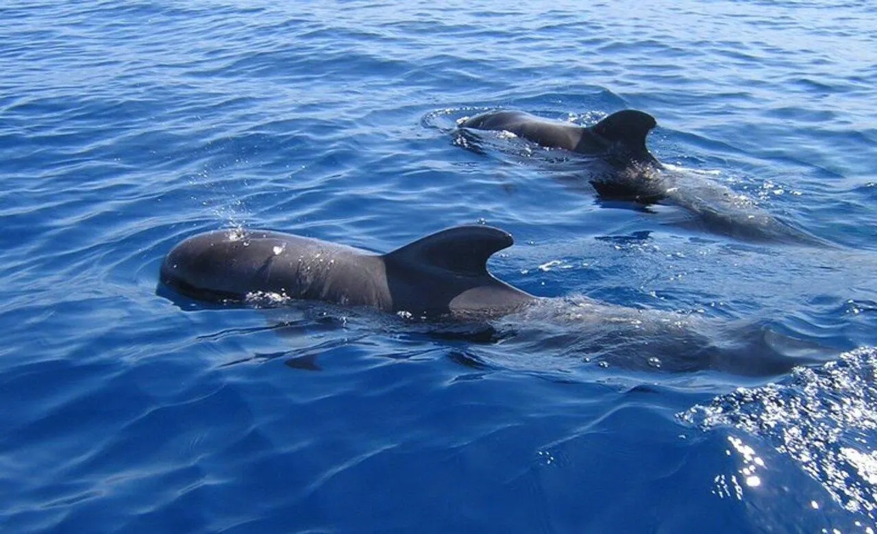 Short-finned pilot whales surfacing off Tenerife