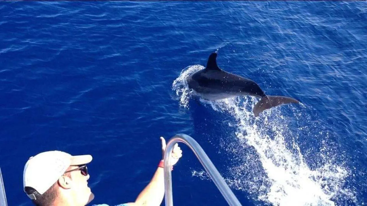 A passenger pointing as a dolphin leaps beside the boat
