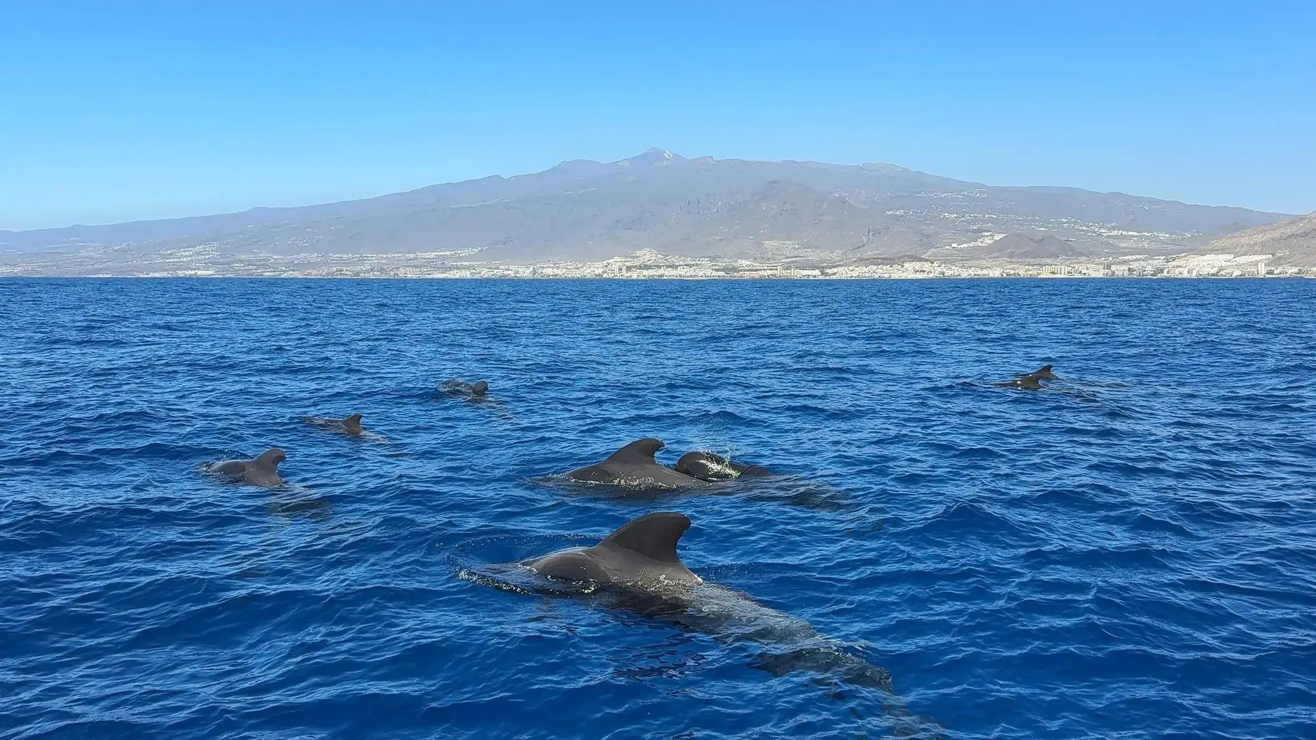 A pod of pilot whales with the Tenerife coast behind