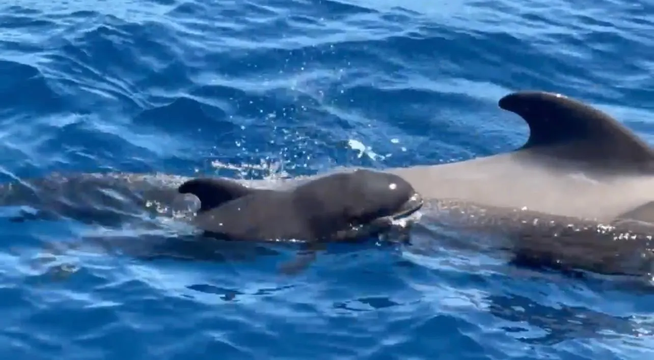 A pilot whale's dorsal fin breaking the surface