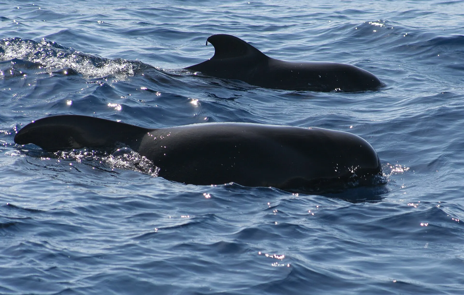 Two short-finned pilot whales surfacing side by side off Tenerife