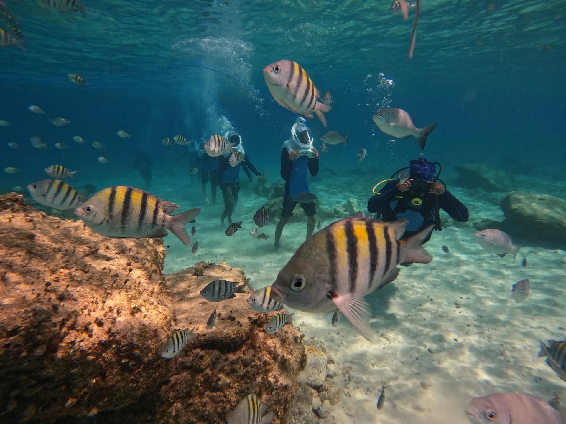 A group of walkers in helmets among striped fish and volcanic rock