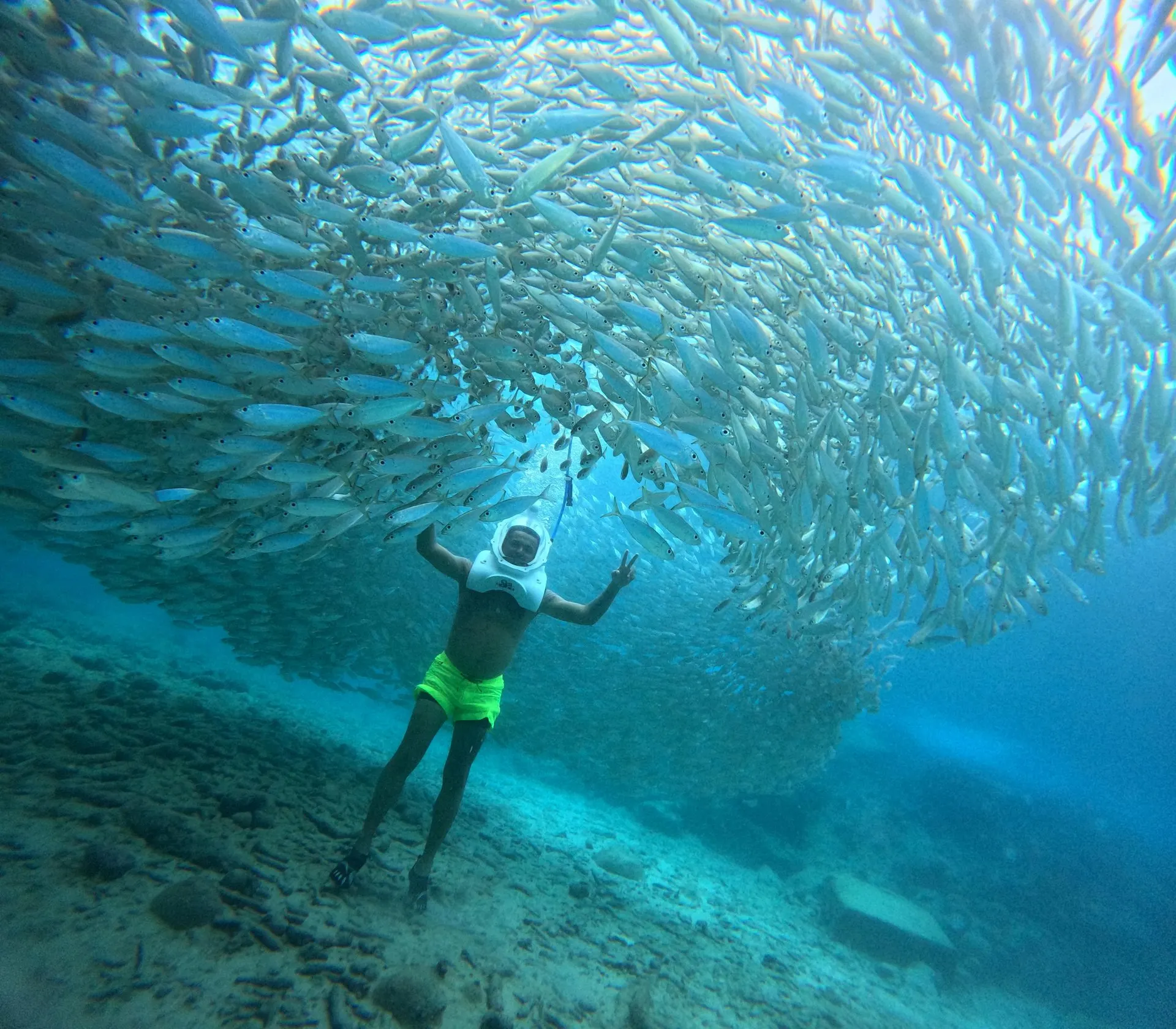 A walker standing beneath a large shoal of fish