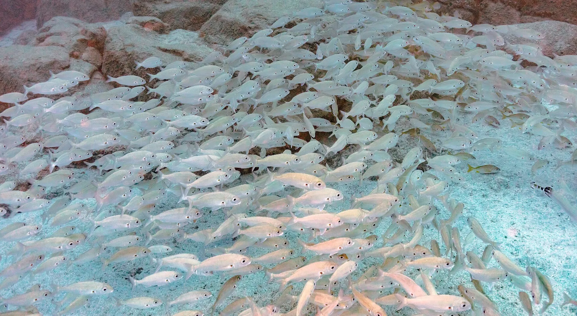 A shoal of silver fish over sand and volcanic rock in the sea off south-west Tenerife