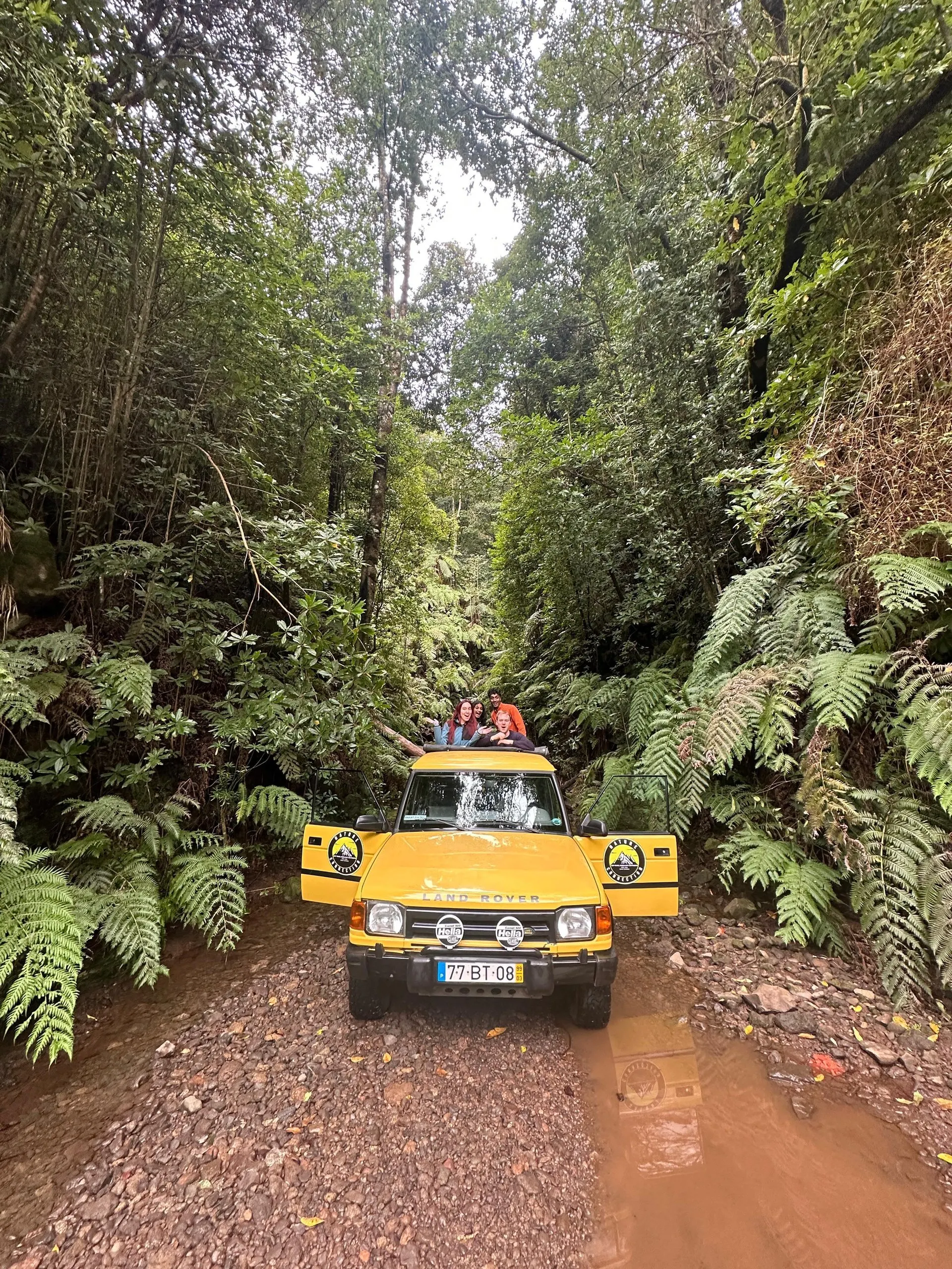 A yellow Land Rover on a gravel track through dense laurel forest and tree ferns, with passengers standing up through the roof