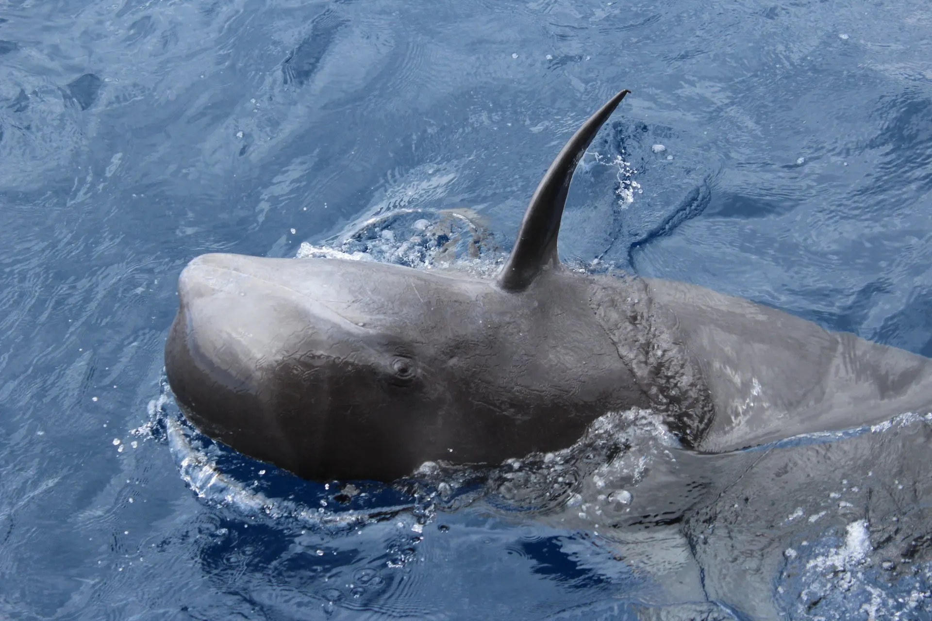 A short-finned pilot whale surfacing close to the boat