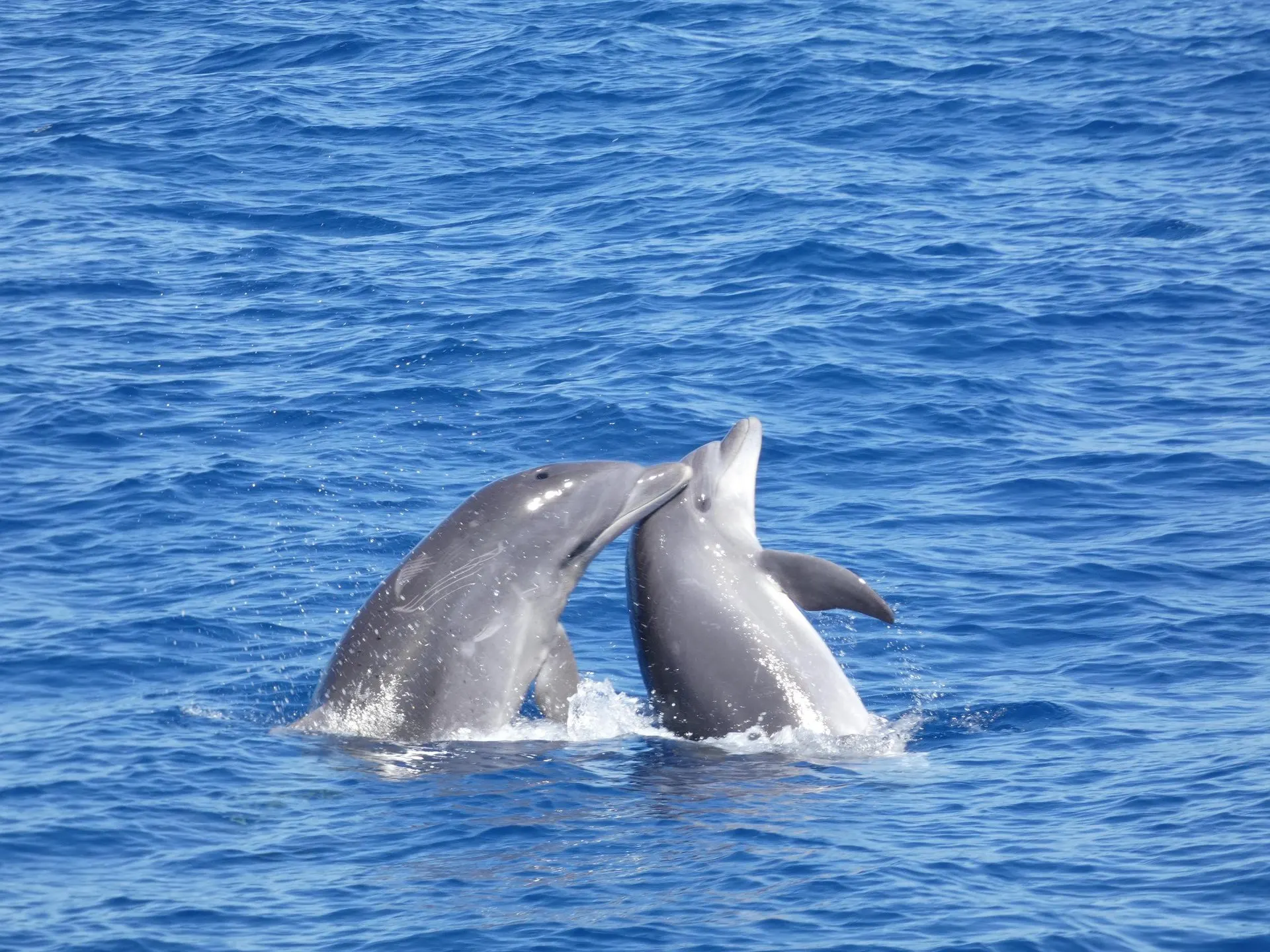 Two bottlenose dolphins surfacing together