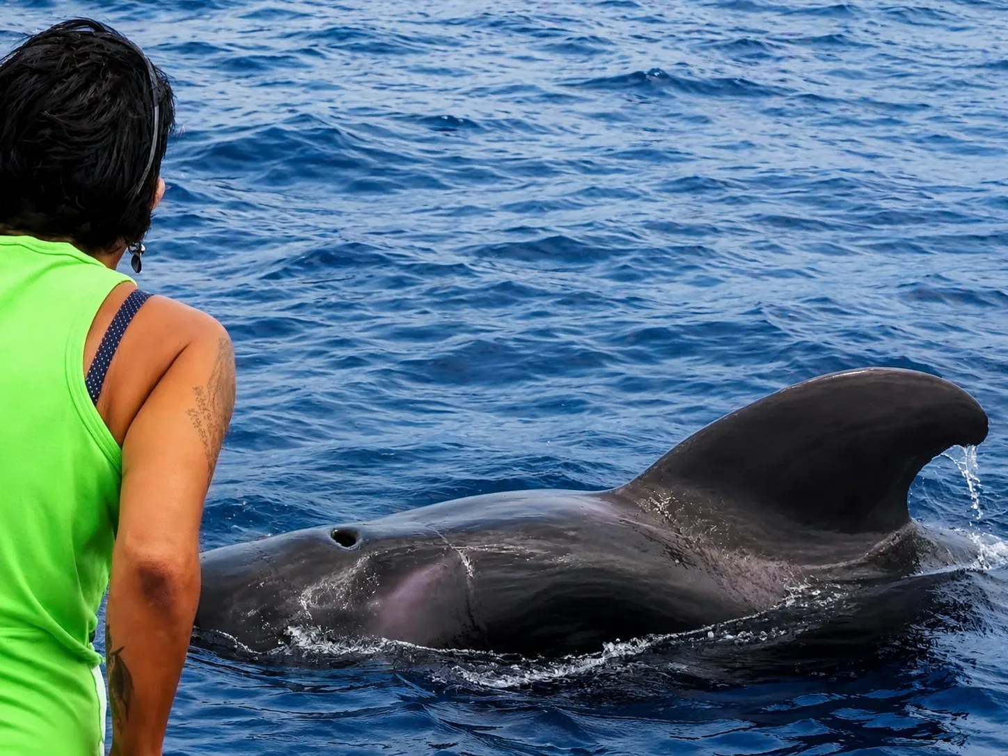 A passenger watching a pilot whale surface beside the boat