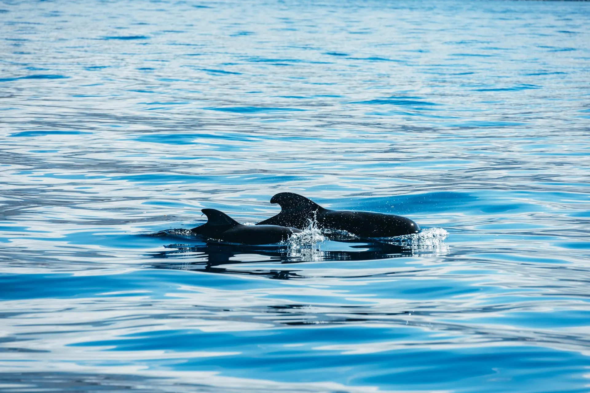 Two pilot whales swimming at the surface