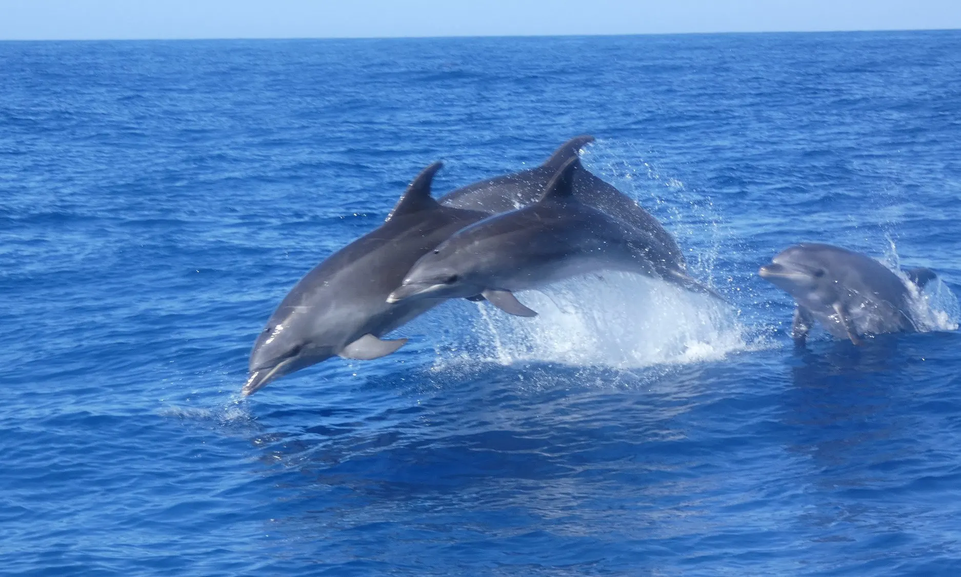 Bottlenose dolphins leaping side by side