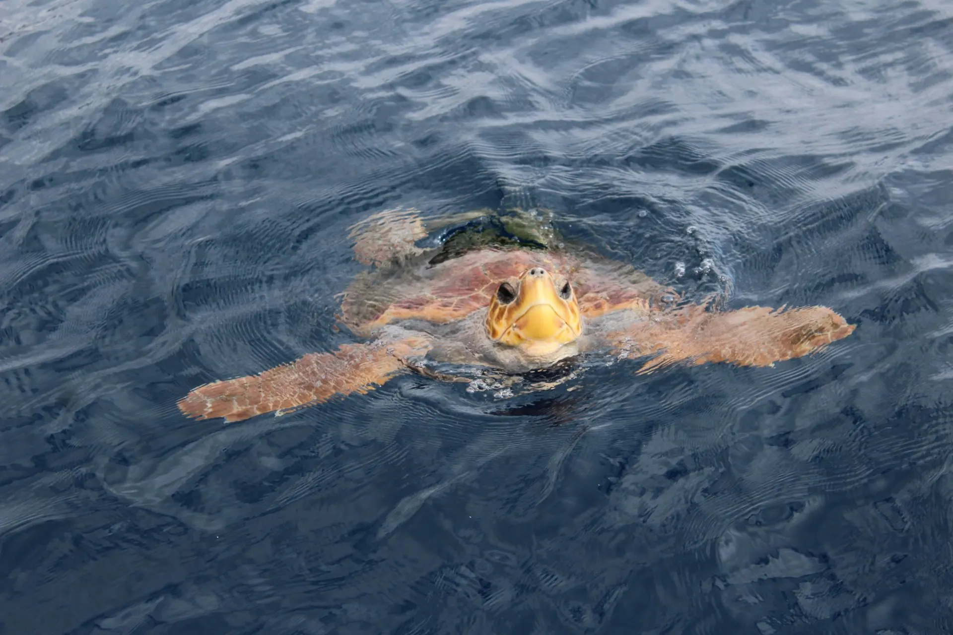 A sea turtle swimming at the surface