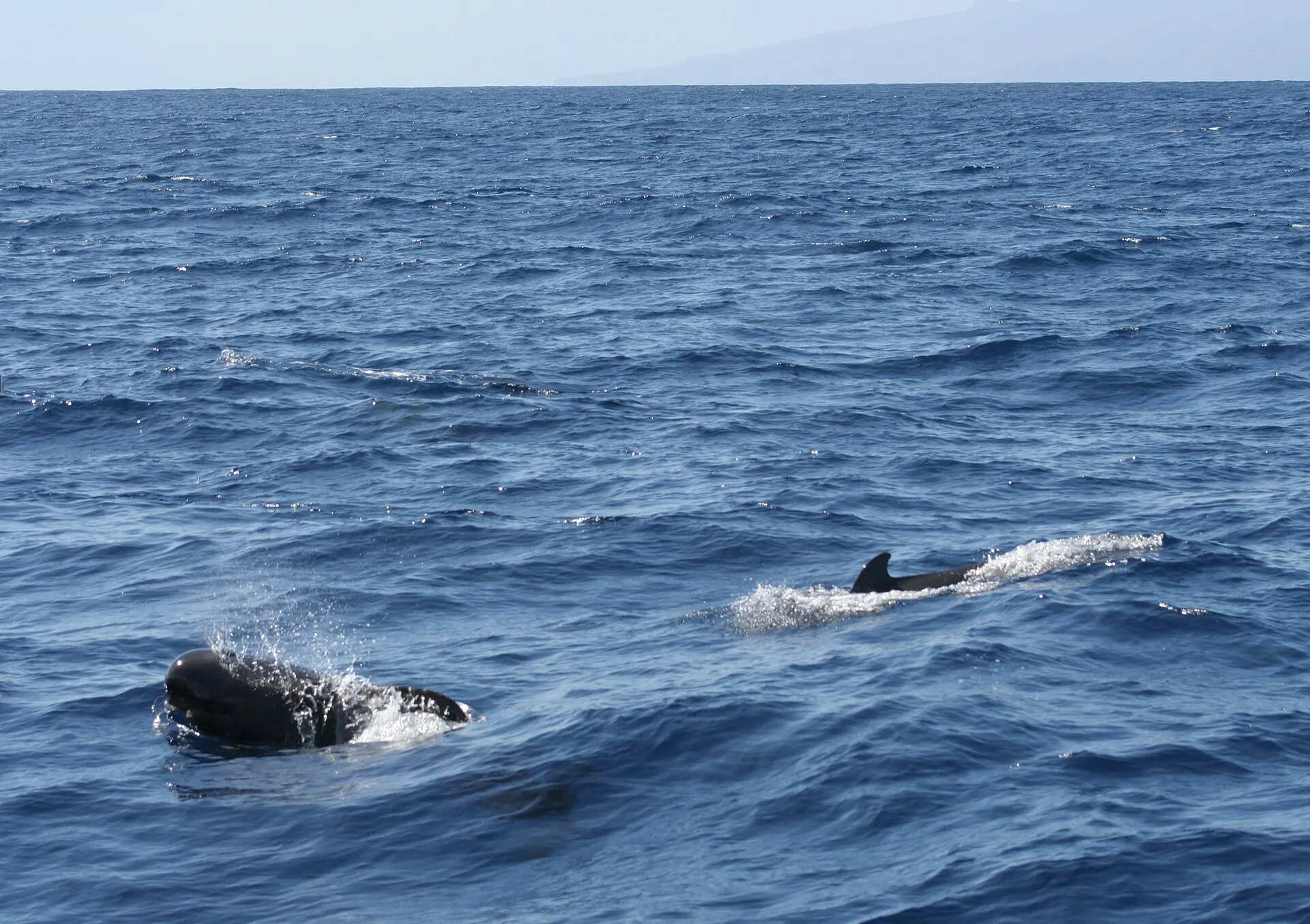 Two short-finned pilot whales surfacing beside a whale watching boat off Tenerife